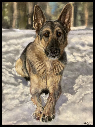 German Shepherd in snow, painted in pastels